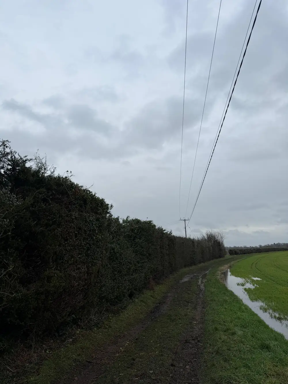 The same hedgerow cut back well below the high voltage lines