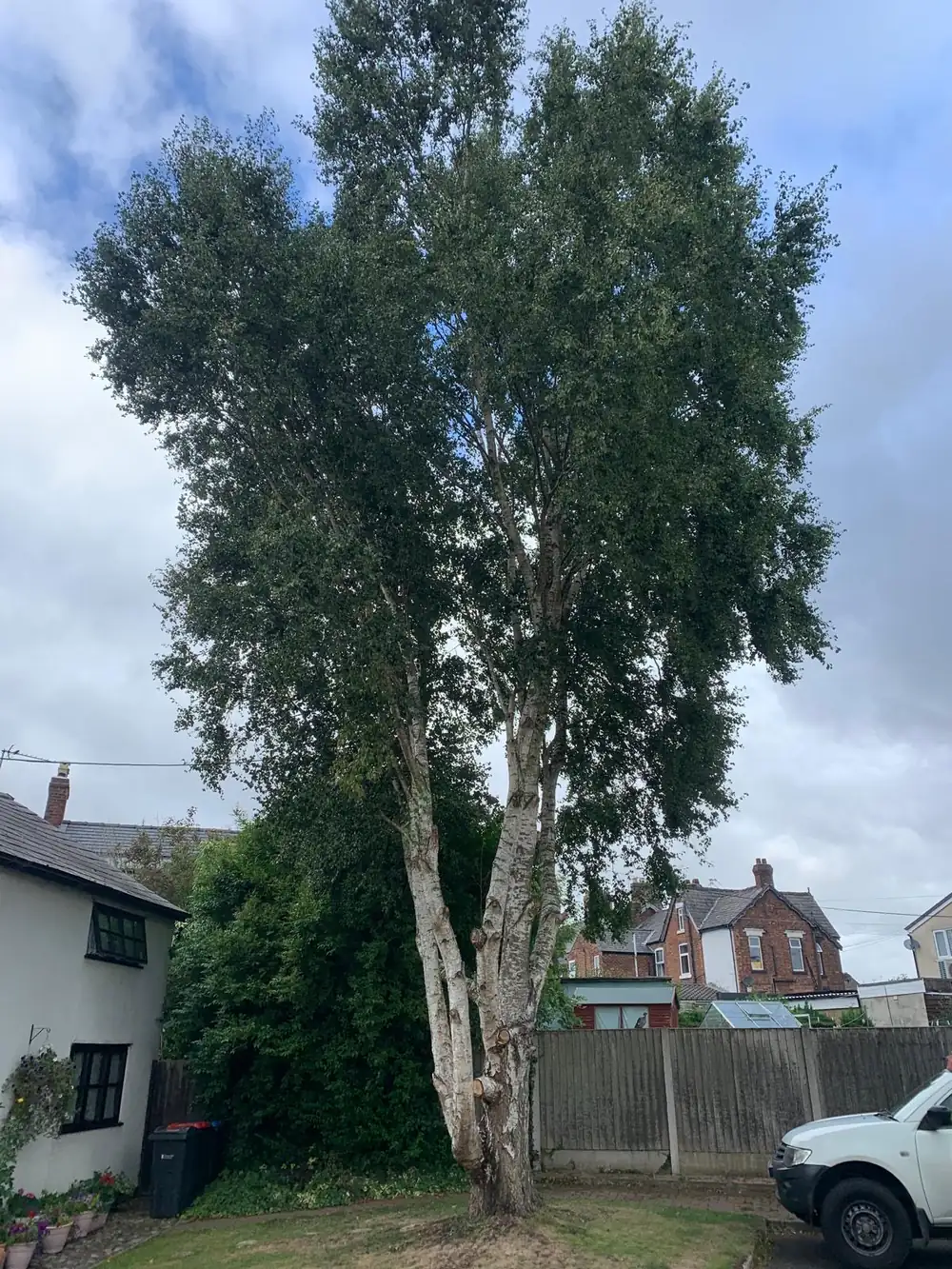 A large silver birch beside a low voltage line in a front garden in Northwich