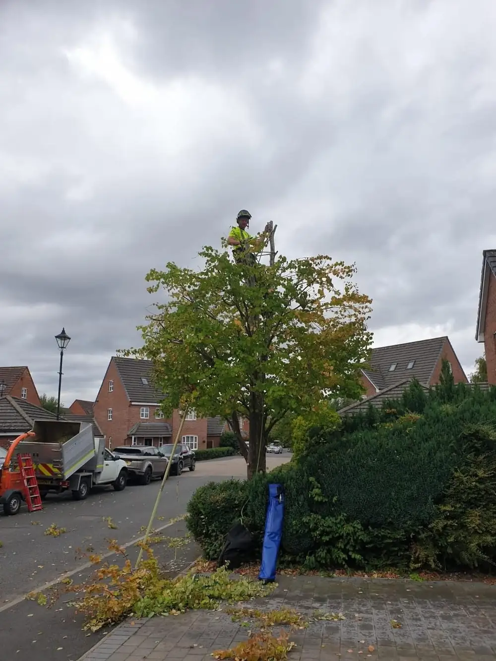 James up a street tree on a housing estate, pruning the crown